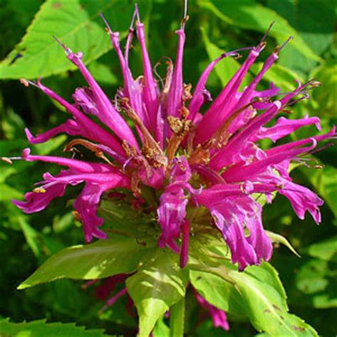 Monarda - Maryland Flower and Foliage Company