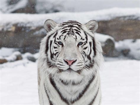 Beautiful White Tiger Wallpapers - Top Free Beautiful White Tiger ...