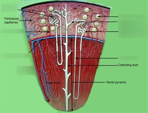 Renal pyramid (nephron and more kidney circulation) Diagram | Quizlet