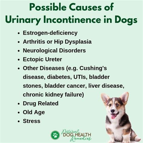 Possible causes of urinary incontinence in dogs. | Urinary incontinence ...