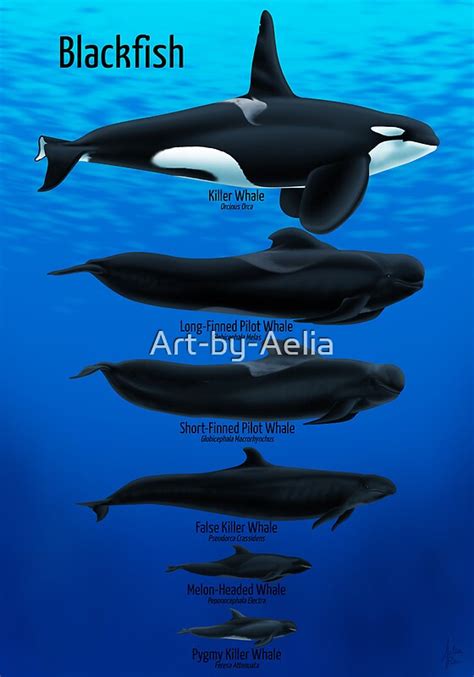 "Blackfish" Posters by Art-by-Aelia | Redbubble