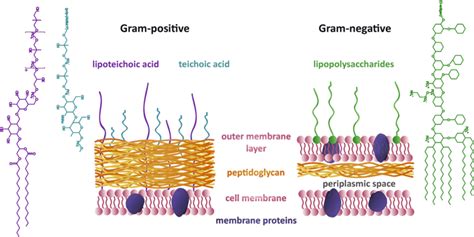 Gram Positive Vs Gram Negative Diagram