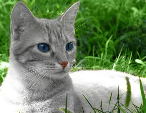 Blue-Eyed Grey Tabby Cat