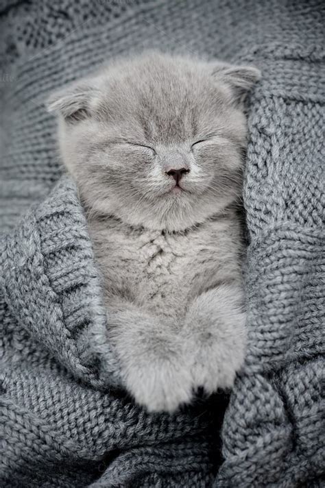 Cute little kitten | Cute fluffy kittens, Cute little kittens, Baby cats