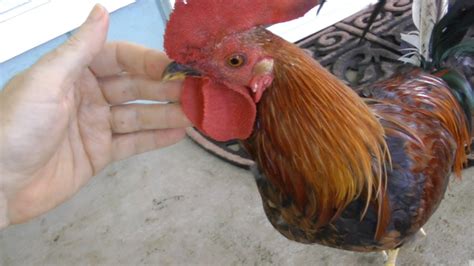 573 Cute and Funny Rooster Names that Are Actually Good - Animal Hype