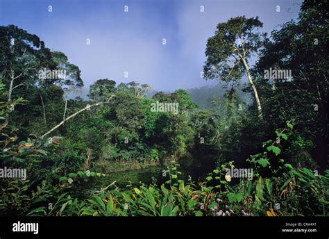 Tropical Rainforest, Perinet, Madagascar, Africa Stock Photo - Alamy