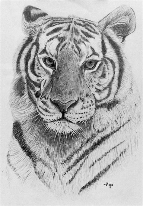 Realistic Pencil Drawing of a Majestic Tiger