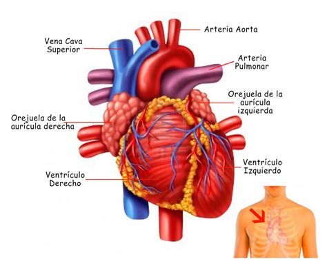 Partes del corazón y sus funciones - Resumen con imágenes y esquemas