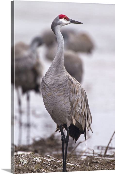 Sandhill crane on the Platte River during spring migration, Nebraska Wall Art, Canvas Prints ...