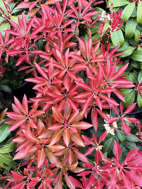 Pieris japonica 'Mountain Fire' | Deciduous & Evergreen Shrubs