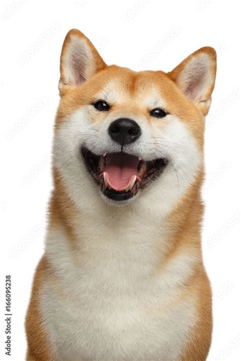 Cute Portrait of Smiling Shiba inu Dog on Isolated White Background ...