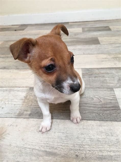 Miniature Jack Russell Puppies | in Clackmannan, Clackmannanshire | Gumtree