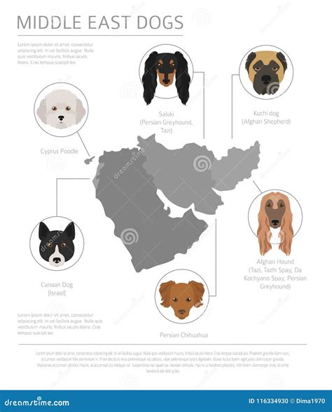 Dogs by Country of Origin. Near East Dog Breeds, Persian Dogs Stock Vector - Illustration of ...