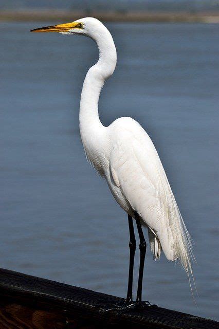 Bird Heron Egret - Free photo on Pixabay | Heron, White egret, Bird