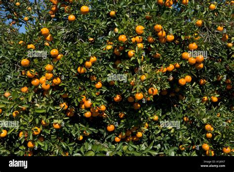 Orange Groves in Polk County, Central Florida, Florida, USA Stock Photo ...