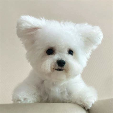 Bichon Frise Haircuts - Top 22 Styles To Try Them Out Now - The Goody Pet