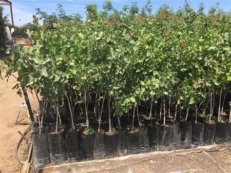 Taking the Mystery Out of Rootstock Selection in Pistachios | West Coast Nut