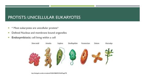 Bacteria, Protista and fungi - ppt download