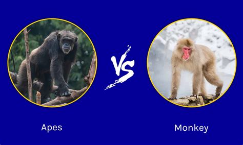 Apes vs Monkeys: Same Or Different? - AZ Animals