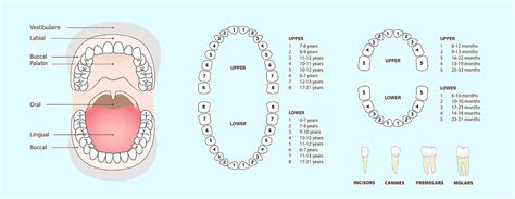 Teeth Numbering System for Adults and Children - Dental Chart