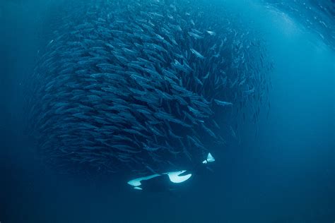 killer whale hunting technique | George Karbus Photography