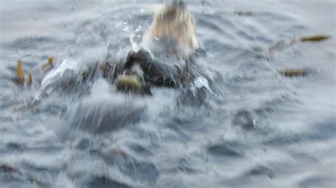 An otter cracking open an oyster : r/Otters