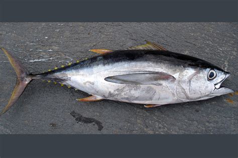 Thunnus - Alchetron, The Free Social Encyclopedia