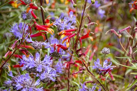 Purple And Red Flowers Free Stock Photo - Public Domain Pictures