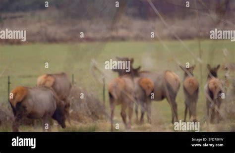 Elk herd frozen lake Stock Videos & Footage - HD and 4K Video Clips - Alamy