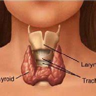 Anatomy of the thyroid gland. | Download Scientific Diagram