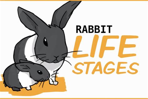 5 Life Stages of Pet Rabbits and How to Keep Them Healthy