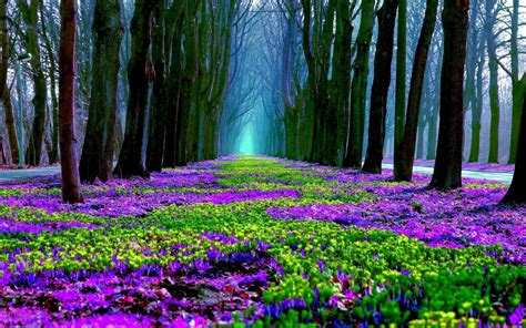 Forest Spring Wallpapers - Wallpaper Cave