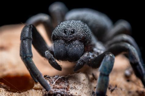 Venomous New Species of Black Tarantula-like Spider Found in US Zoo | Nature World News