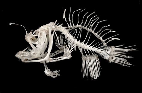 Fish Skeletons | Sport Fishing Magazine | Animal skeletons, Animal ...