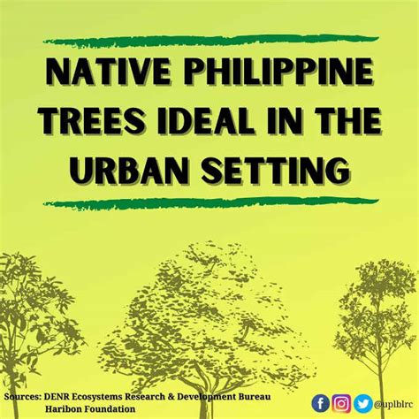 Native Philippine Trees - The Philippines Today