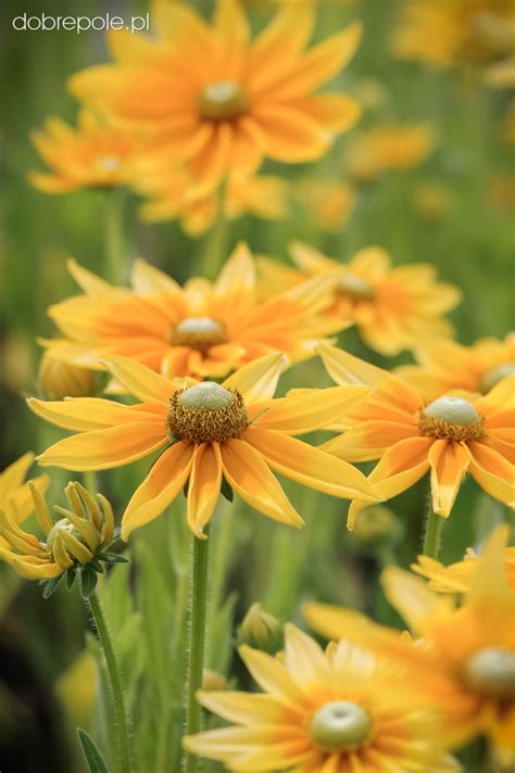 Szkółka Bylin Dobrepole - Rudbeckia hirta 'Prairie Sun' - rudbekia ...