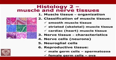 Histology 2 muscle and nerve tissuesnikolai.lazarov.pro/files/pharmacy ...