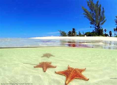 7 things to see and do in the Cayman Islands -- Stingray City Cayman ...