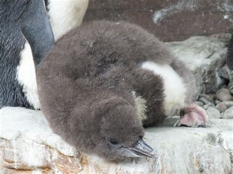 Baby Macaroni Penguin, Living Coasts | Flickr - Photo Sharing!