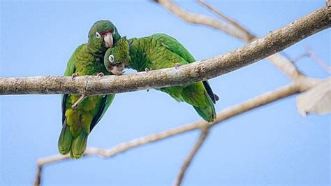 ‘Parrot Fever’ Claims 5 Lives Across Europe; Experts Warn About ...