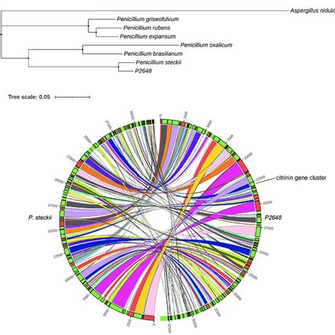 The citrinin biosynthesis gene cluster. | Download Scientific Diagram