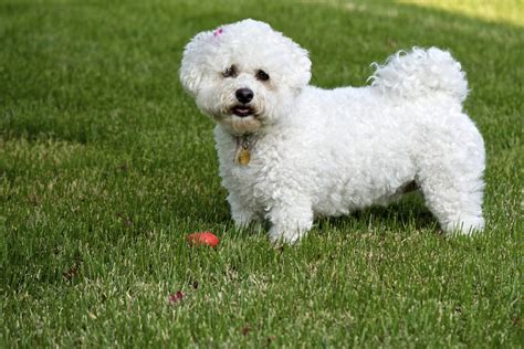 4 Bichon Frise Colors: White Is Actually Not The Only Option