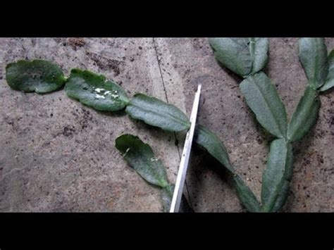 How To Propagate Christmas Cactus Cuttings! SIMPLE AND EASY! - YouTube