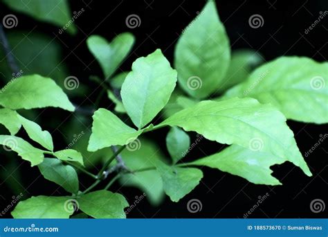 This is an Image of Bel Patra Leaves or Bael Patra Leaves or Wood Apple Leaves Stock Photo ...