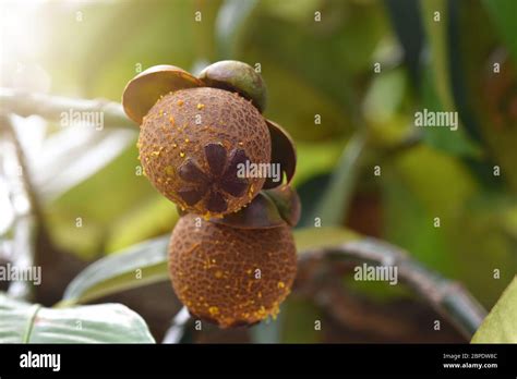 Mangosteen tree hi-res stock photography and images - Alamy