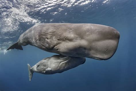 Sperm Whales — Noyo Center for Marine Science