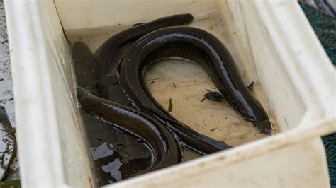 Freshwater eel research by Arthur Rylah Institute reveals marathon ...