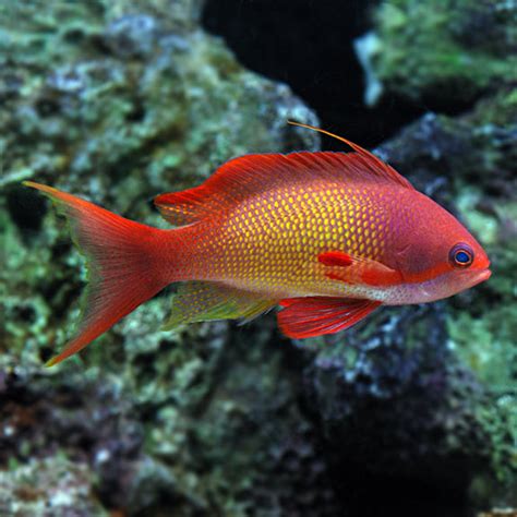 African Lyretail Anthias – Exotic Sealife