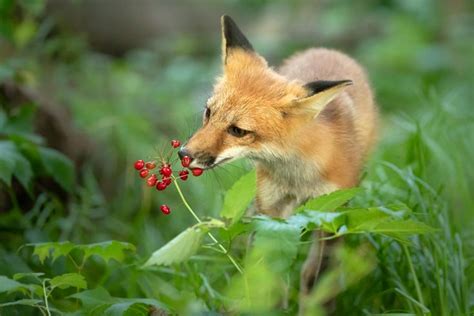 Red Fox Kit sniffing red berries. | Red fox art, Fox art, Arctic fox art