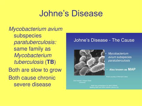 PPT - Johne’s Disease and Your Herd PowerPoint Presentation, free download - ID:804991